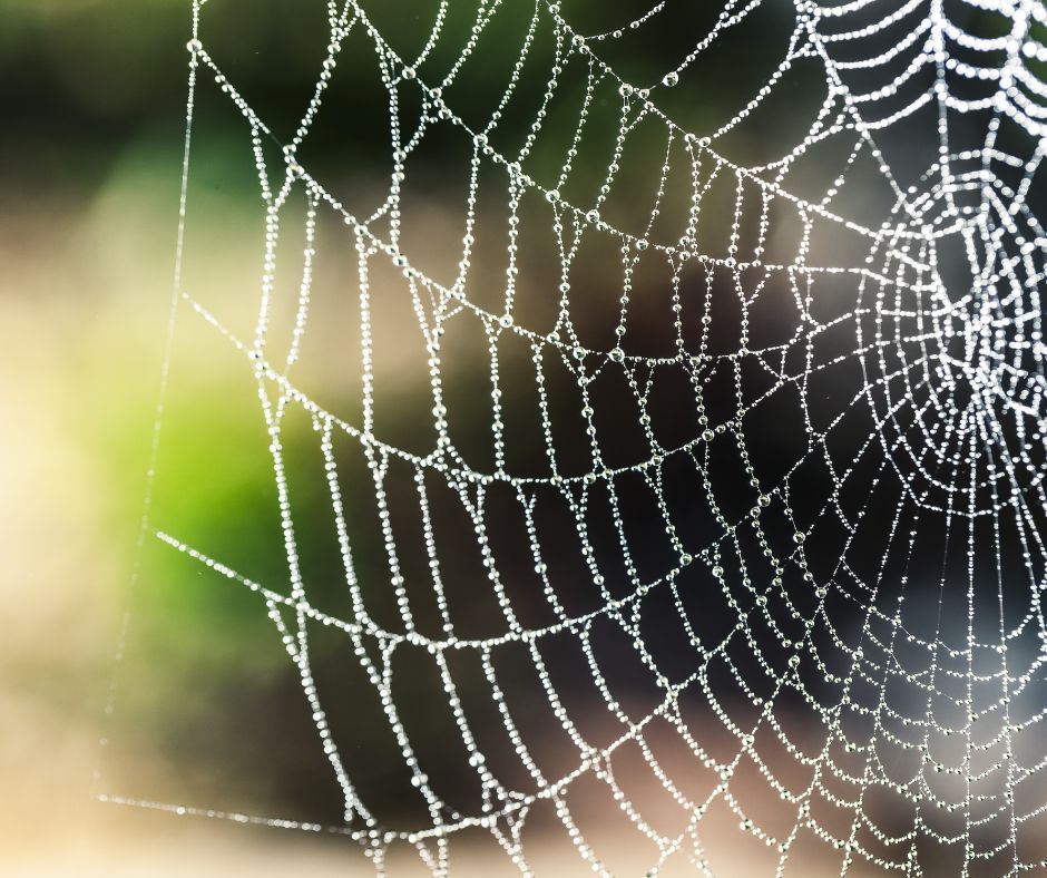 The Miracle of Spiderwebs