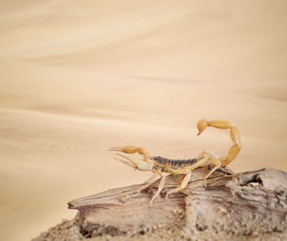 Dangerous Scorpions of the world