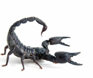 Dangerous Scorpions black