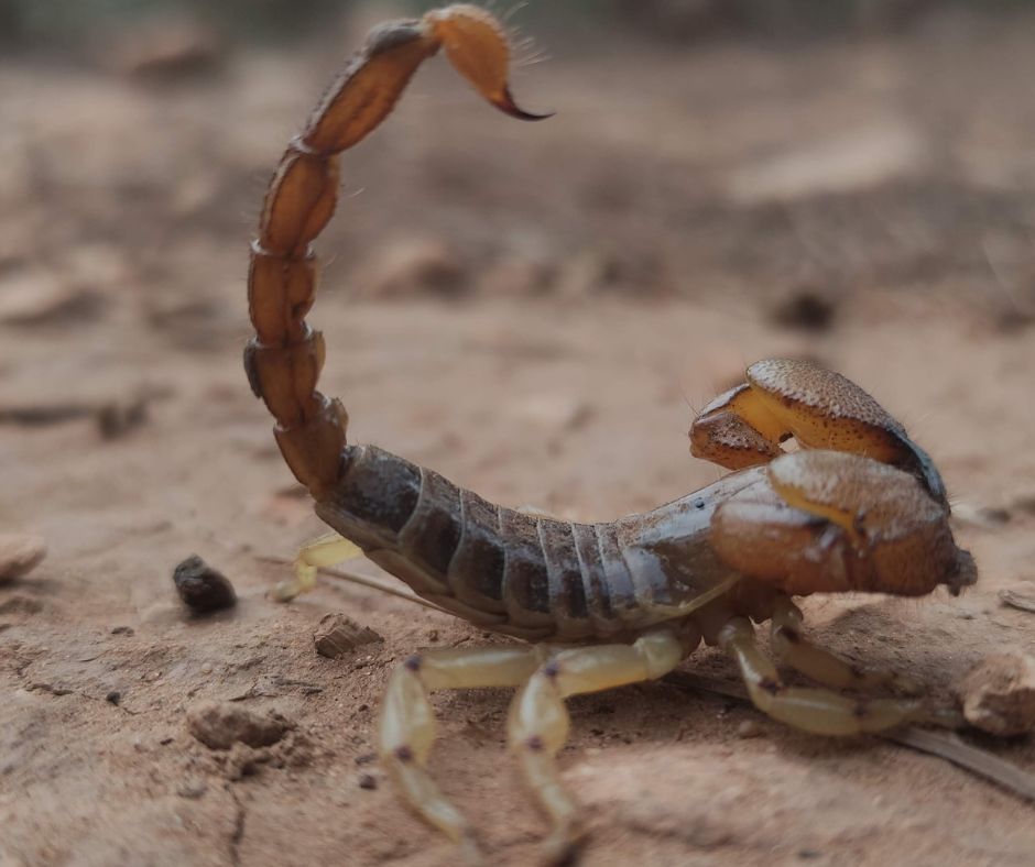 Scorpion with tail up