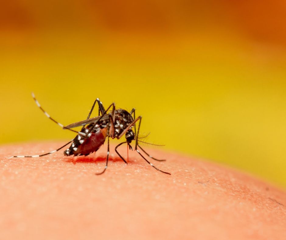 Engorged Mosquito on a leg