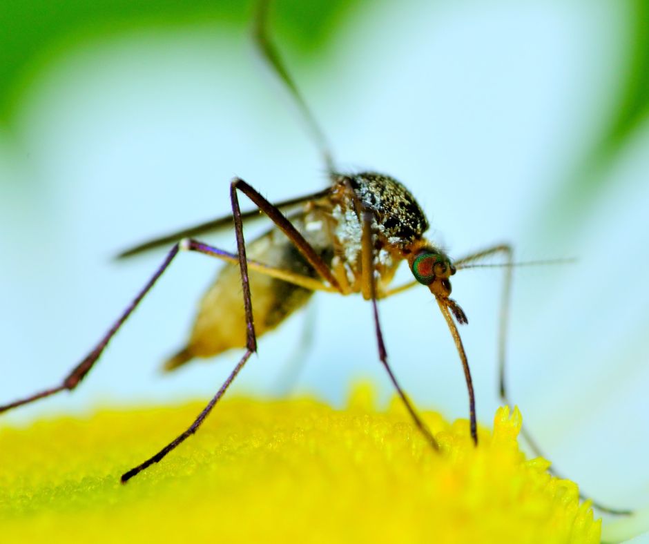 Mosquito on a yellow center flower