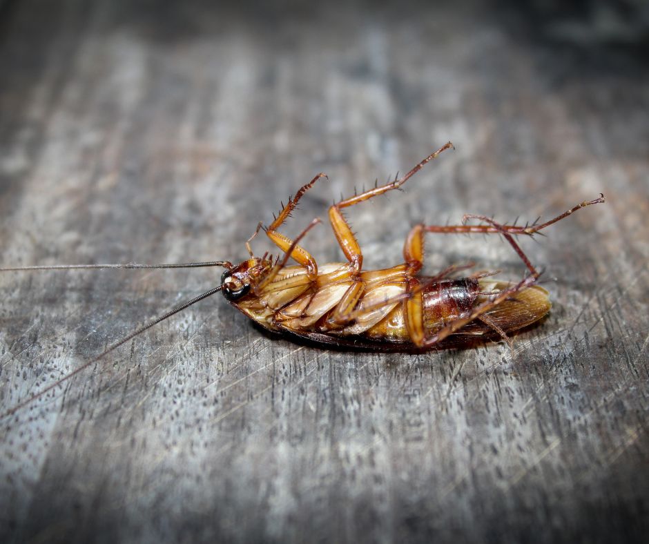 Exterminators' Nightmares Roach