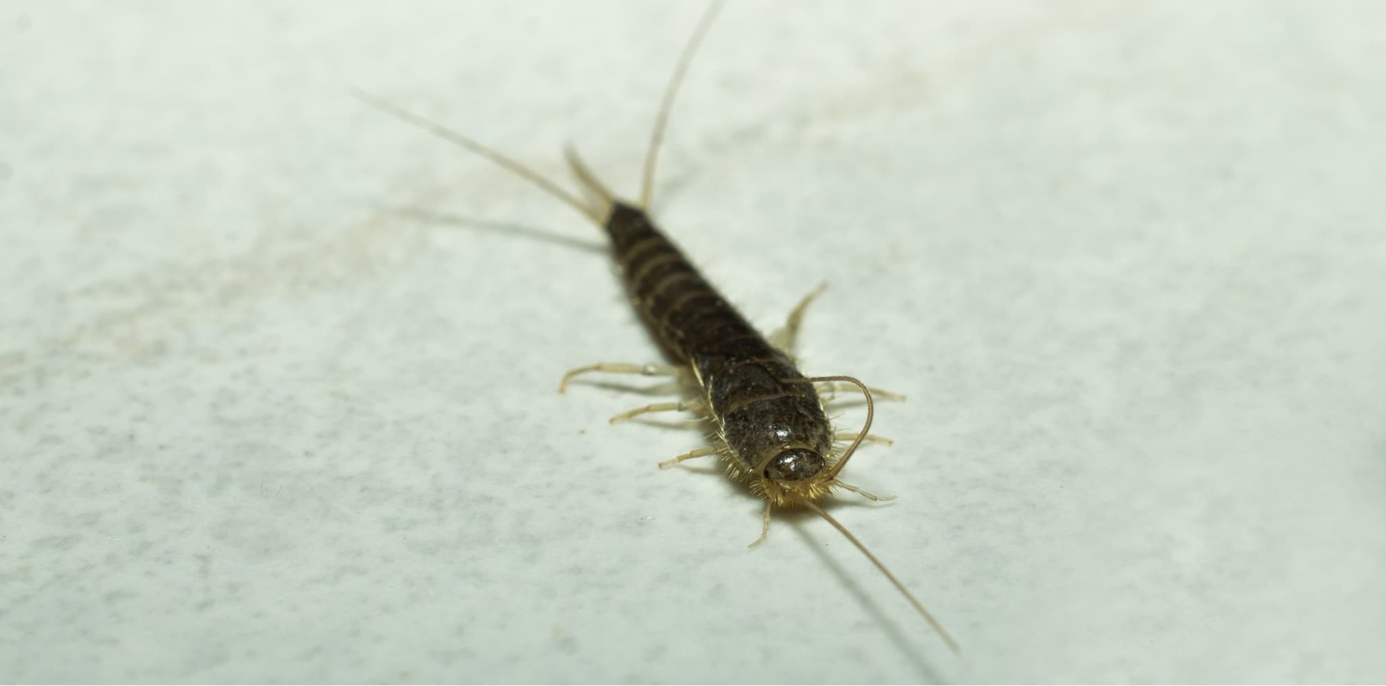 Exterminators' Nightmares silverfish