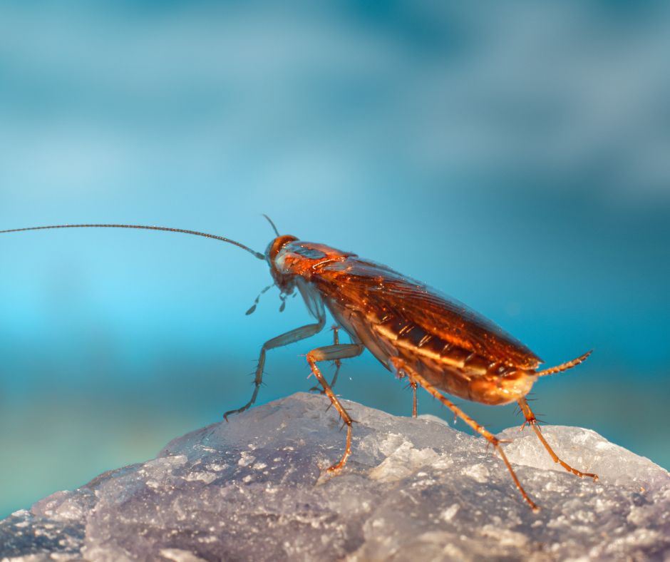 The Dangers of Cockroaches - James River Pest Solutions