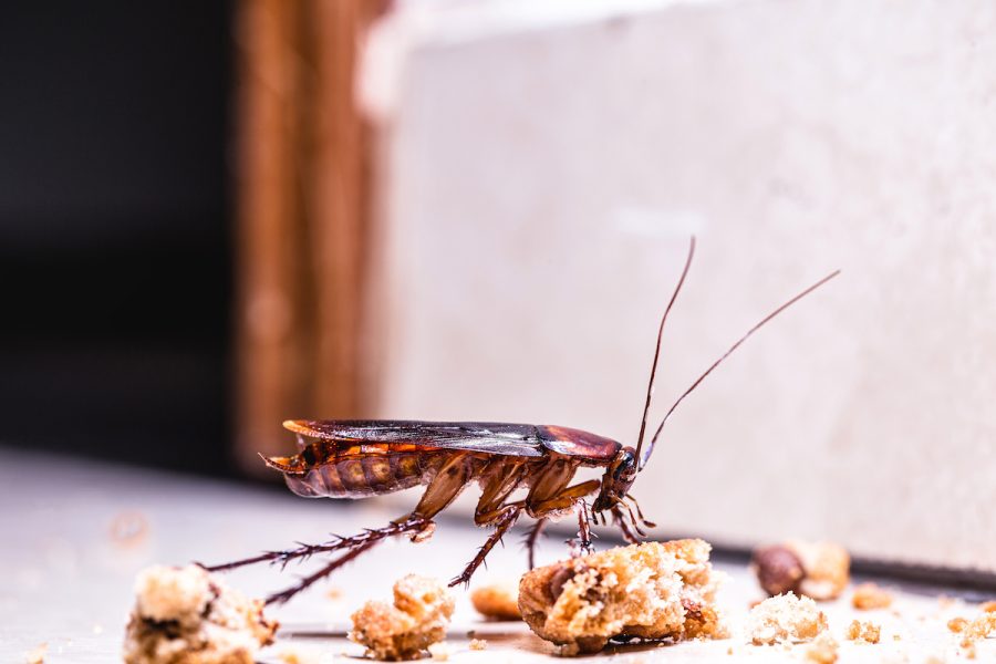 american cockroach in the winter