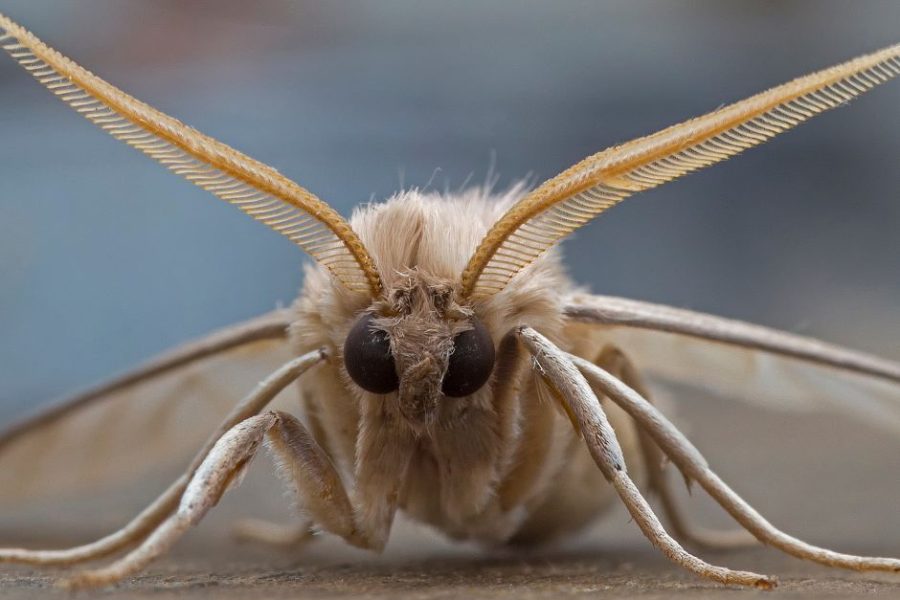Scariest insects moth frontal image close up