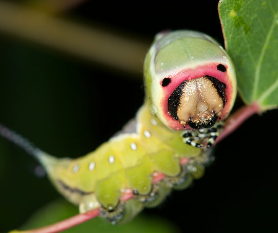 Venomous puss caterpillar