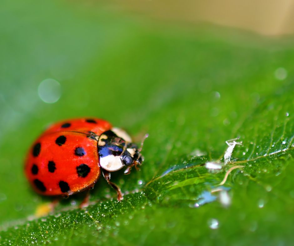 Ladybugs are winter pests