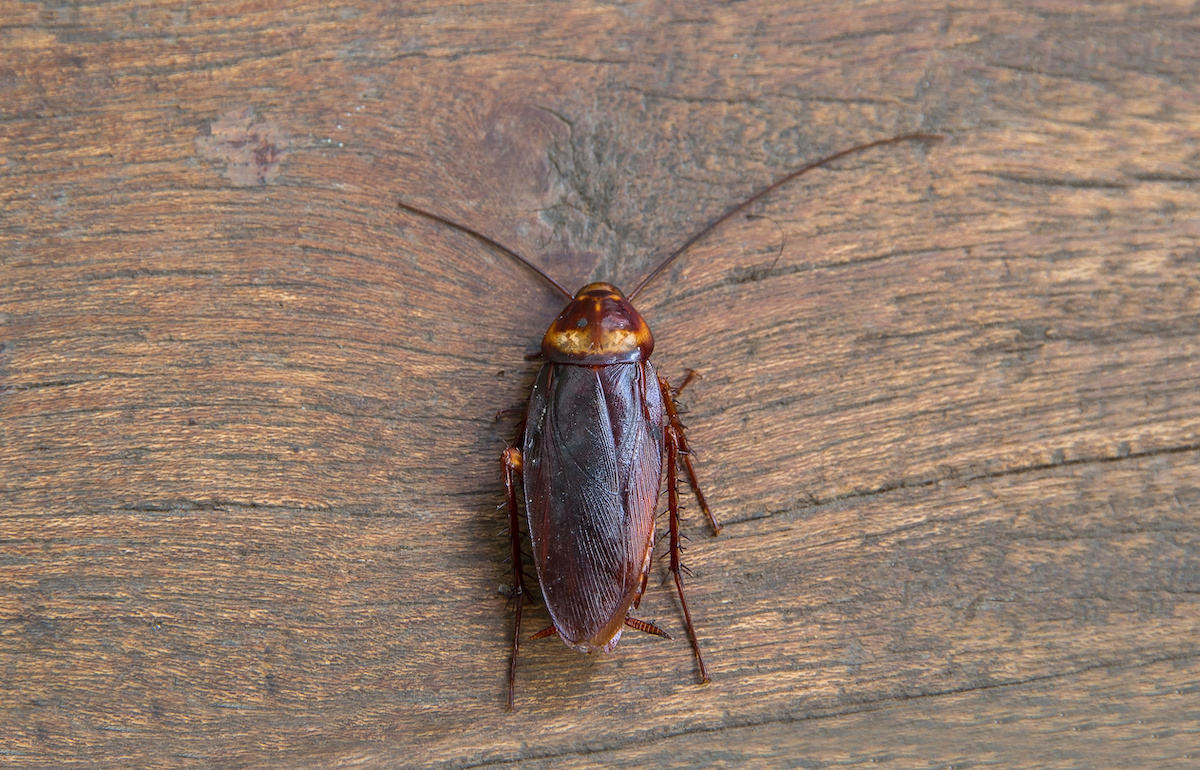 wood cockroach centered on the image.