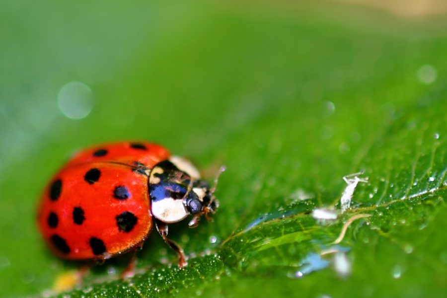 Ladybugs are winter pests