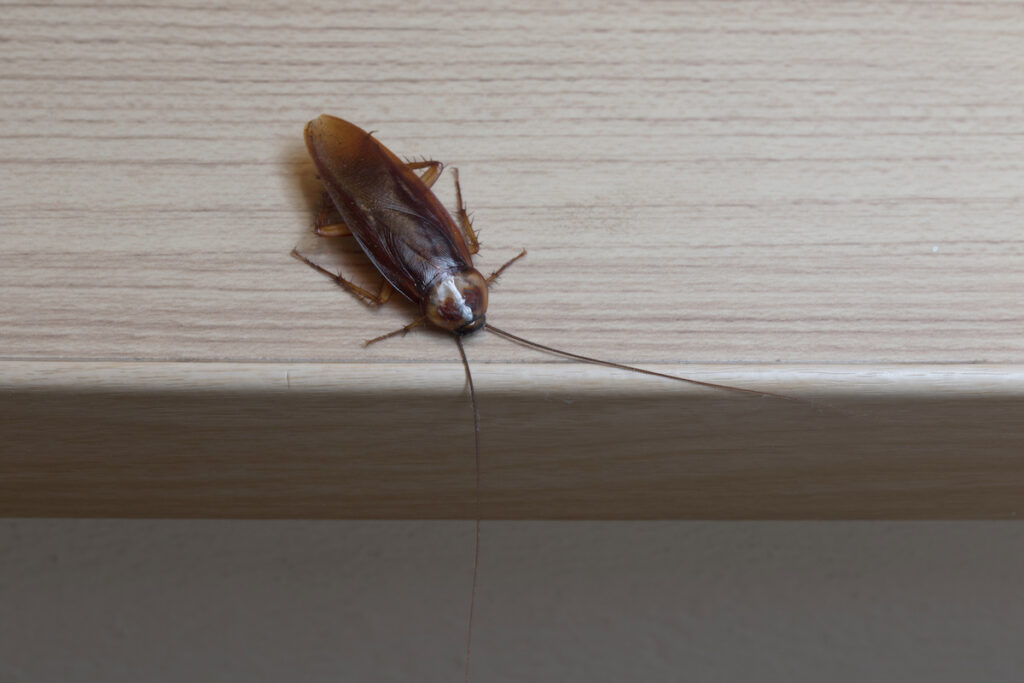 oriental cockroaches