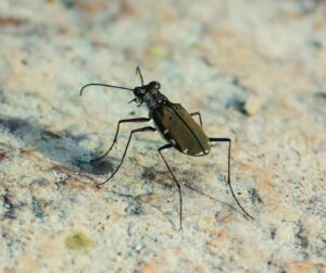 Endangered insects- Tiger Beetle