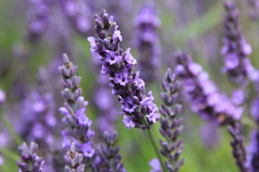 Lavender repels insects