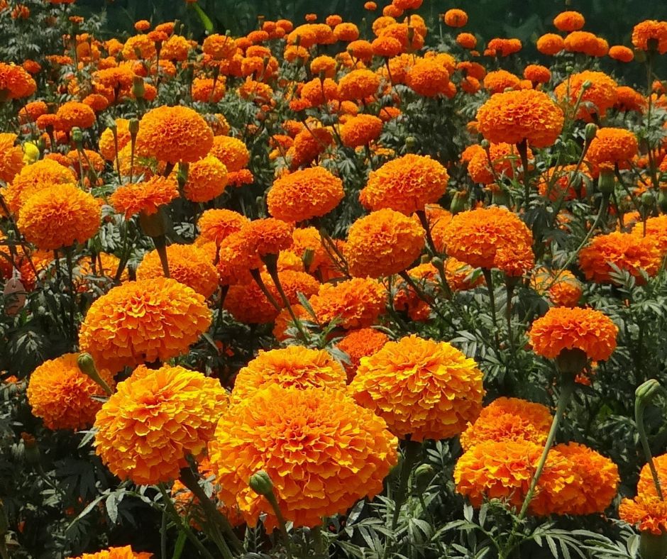 Marigolds help repel insects
