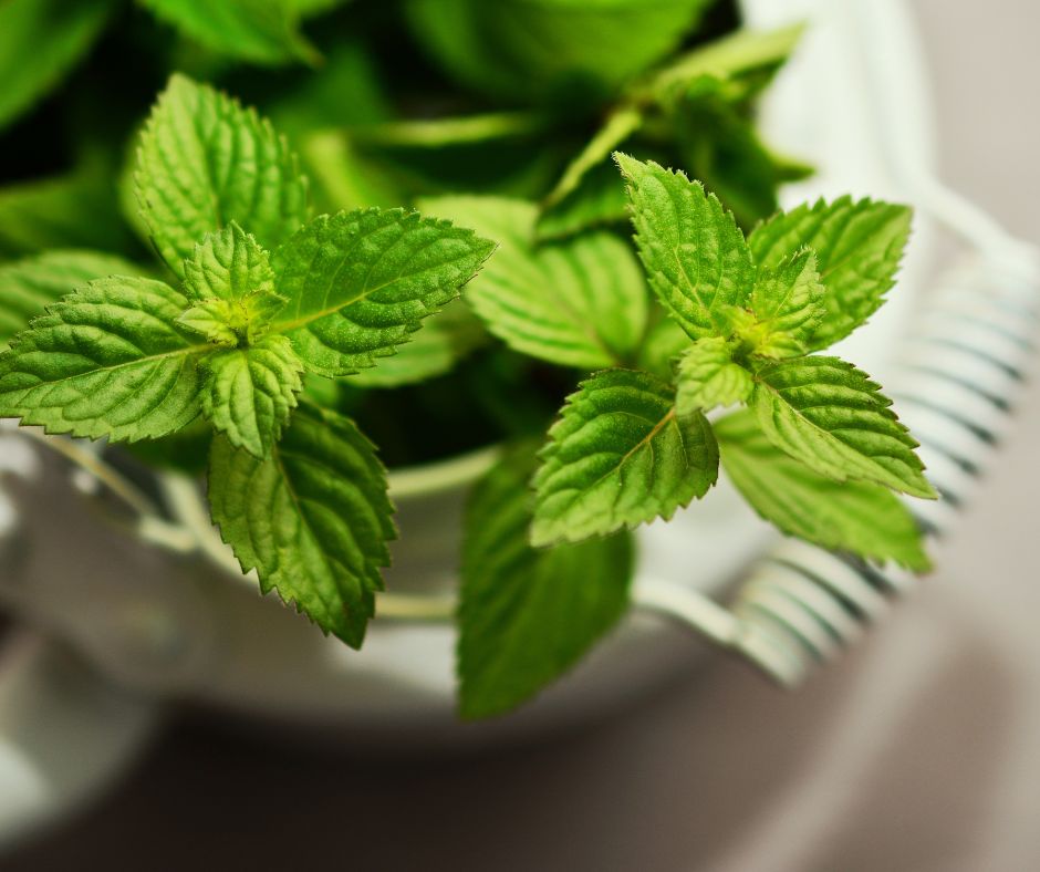 Mint plants repel insects