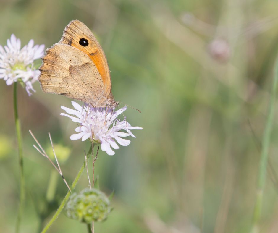 Endangered Insects- Satre Butterfly