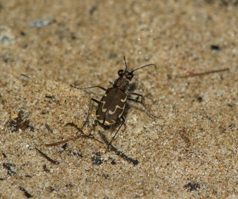 Endangered insects- Tiger Beetle 2