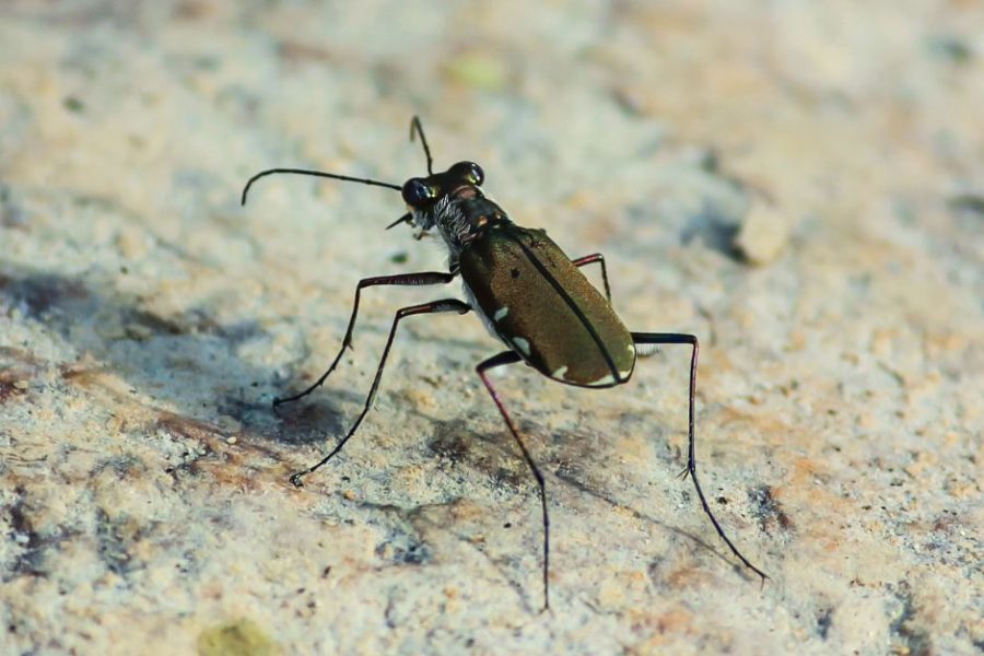 Endangered insects- Tiger Beetle