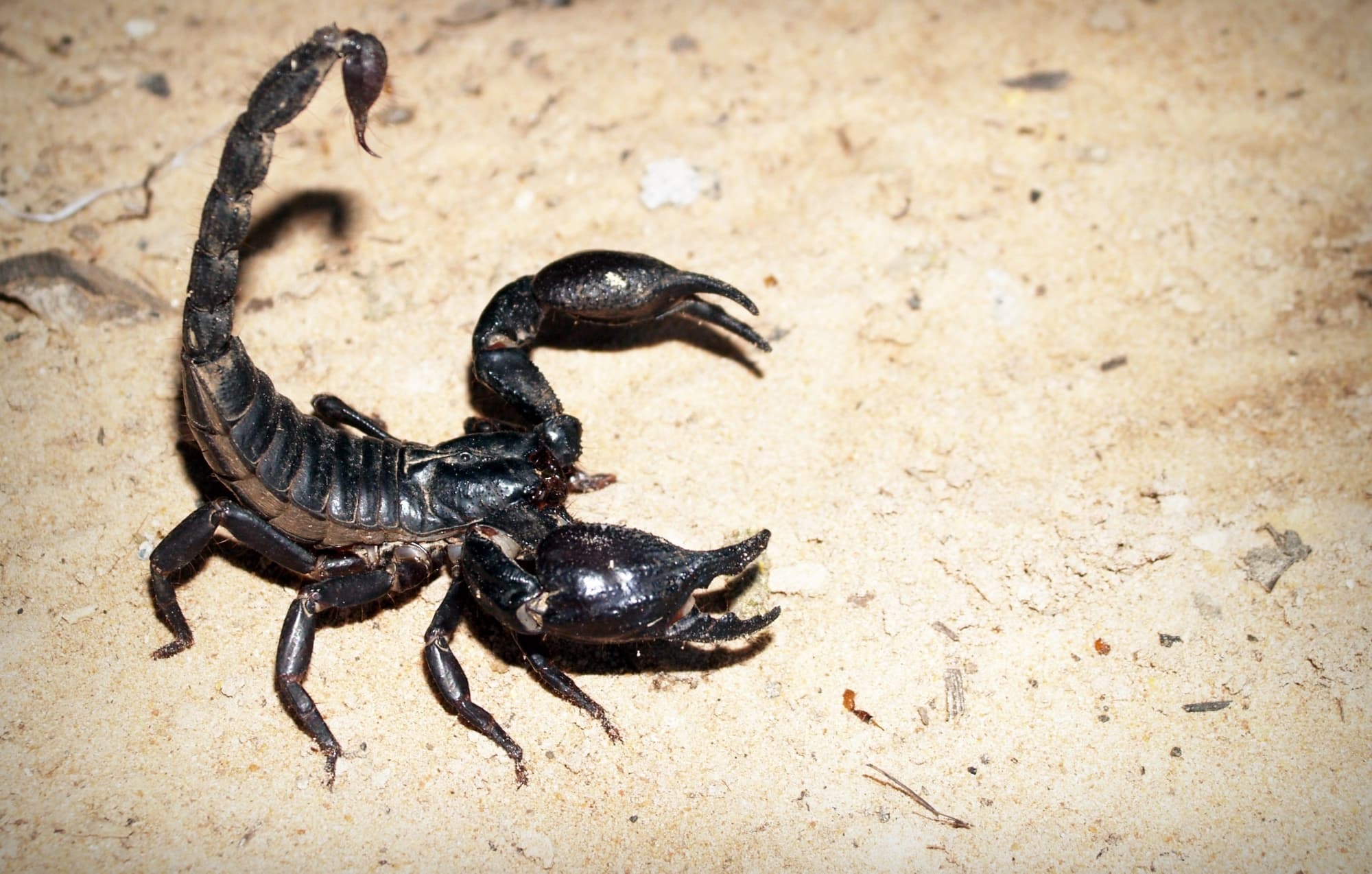 how many legs does a scorpion have