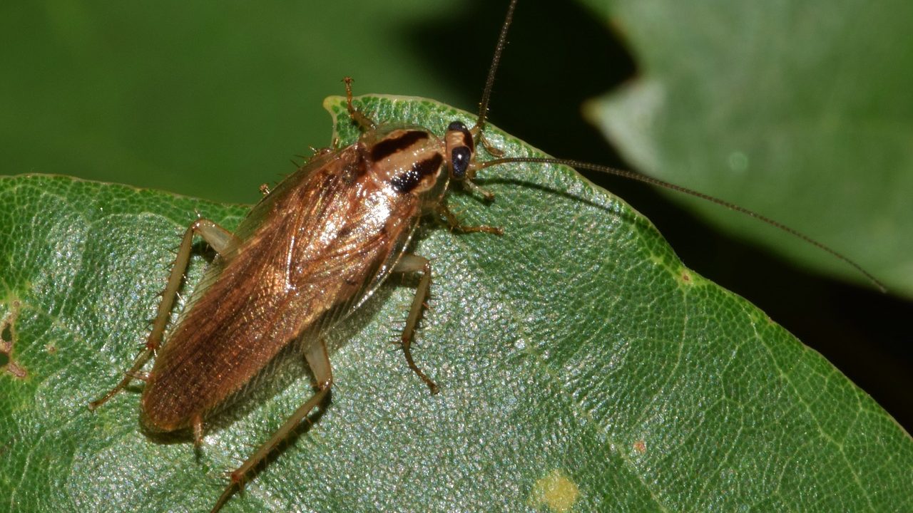 Cockroach image on a leaf.