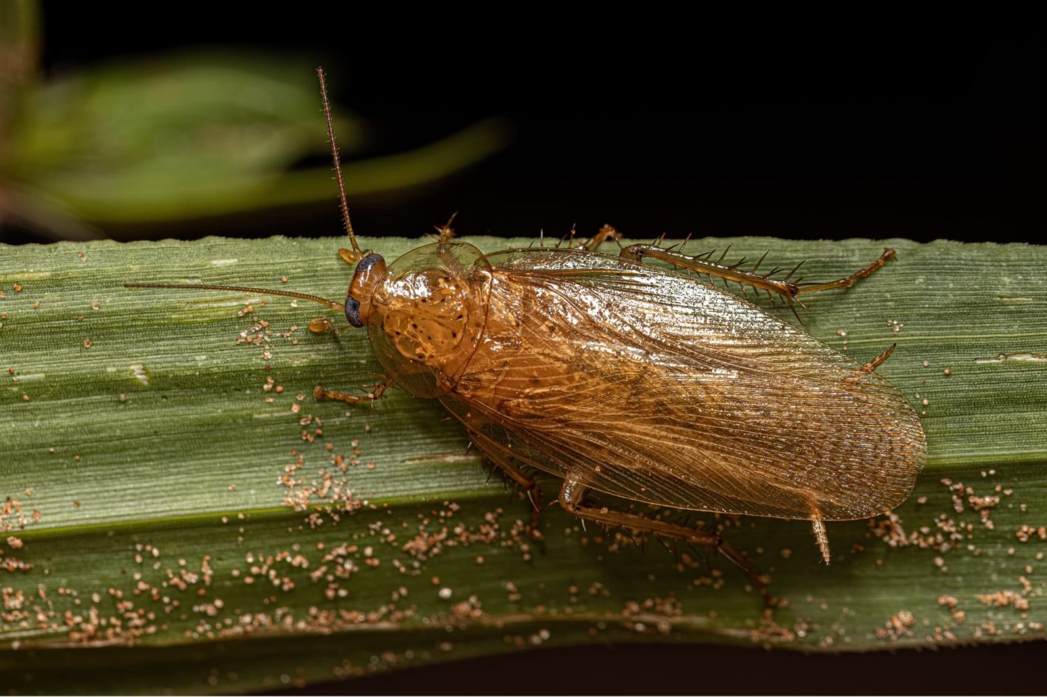 American Wood Roach