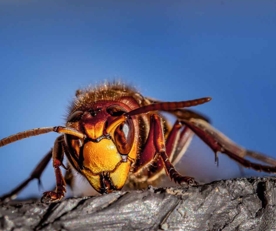 Hornet closeup image on a stick.
