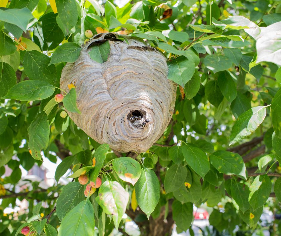 Hornets nests are much larger than wasp nests.