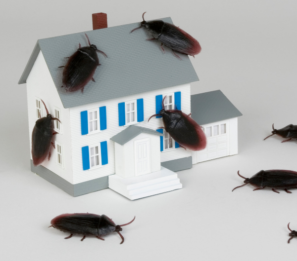 Cockroach Season brings roaches all over your Virginia home.