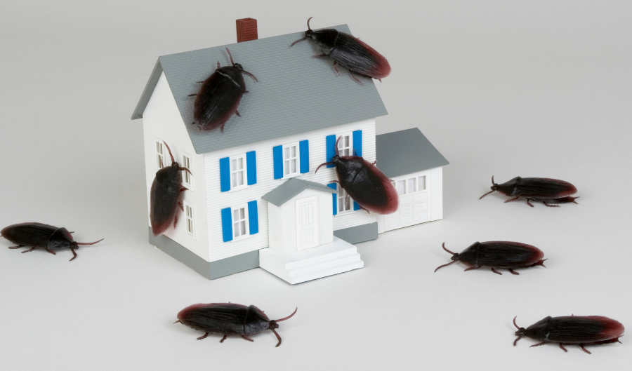 Cockroach Season brings roaches all over your Virginia home.