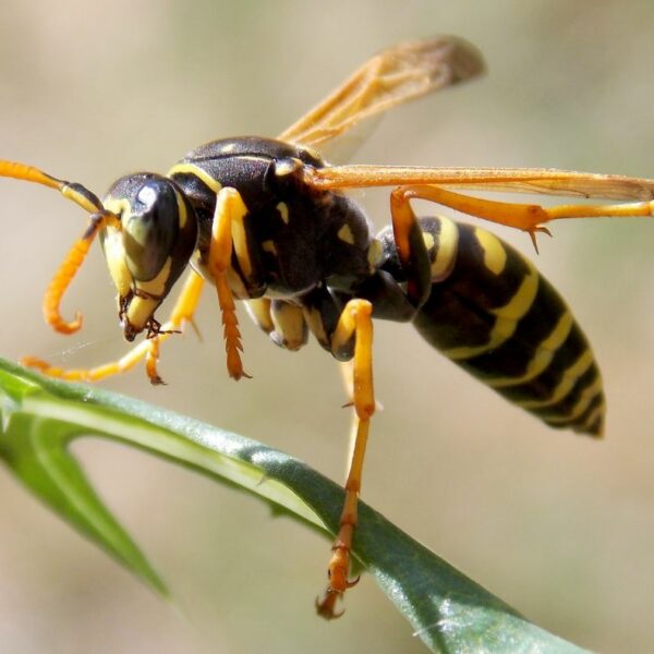 Image of a wasp on a branch.