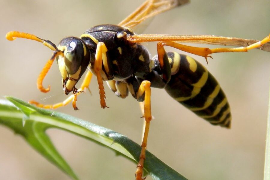 Image of a wasp on a branch.