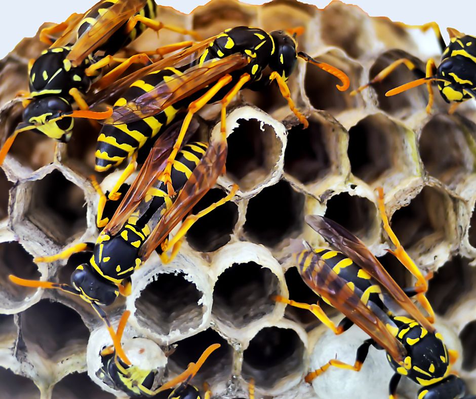 Closeup of a wasp nest.