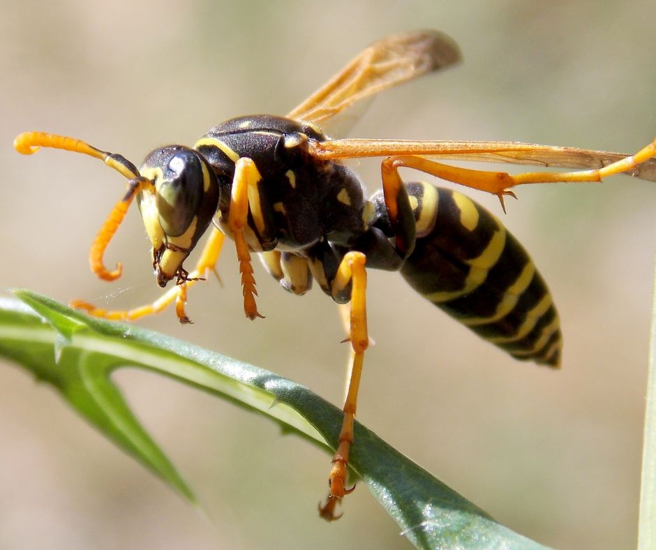 Image of a wasp on a branch.