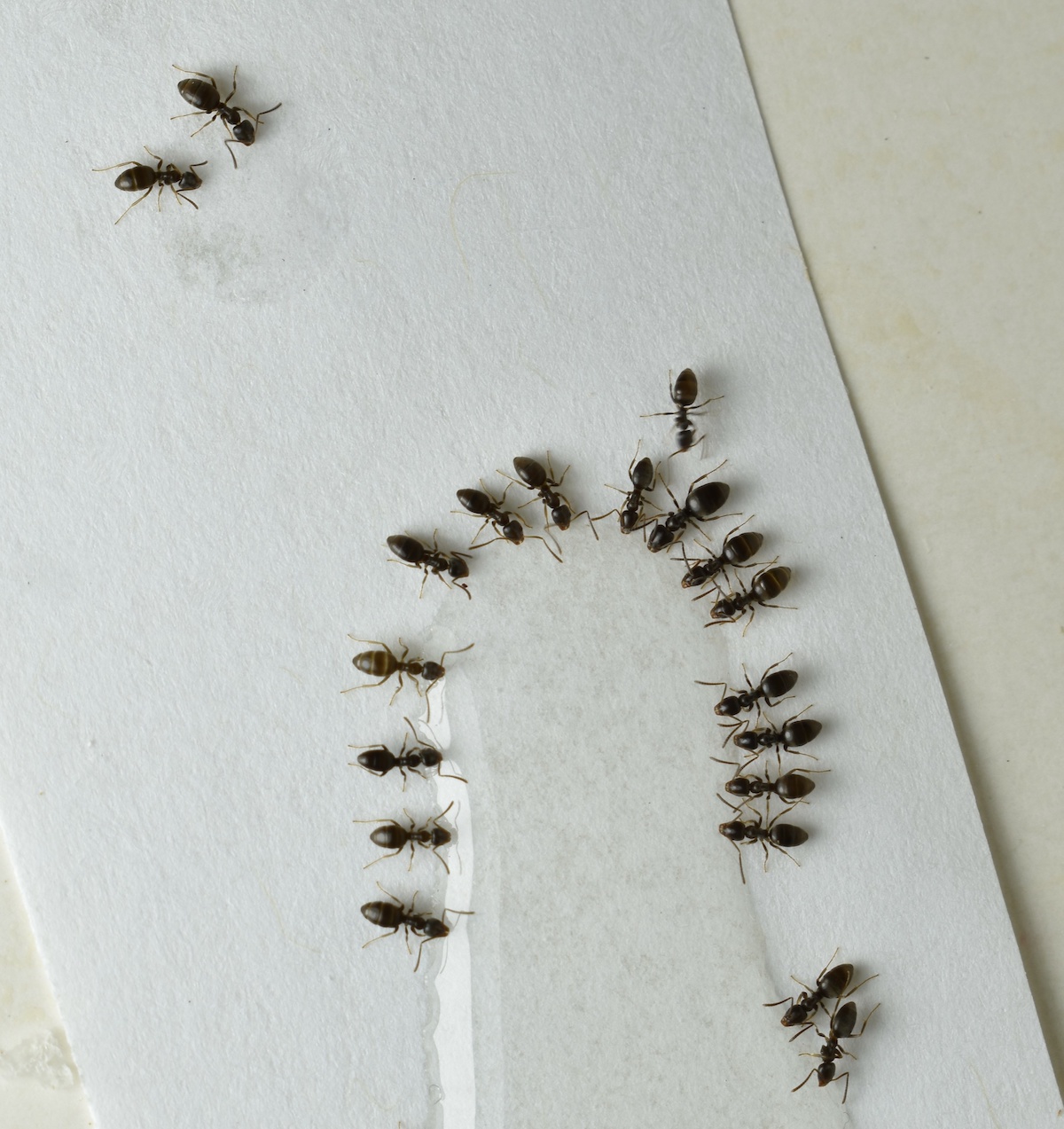 Odorous house ants bait