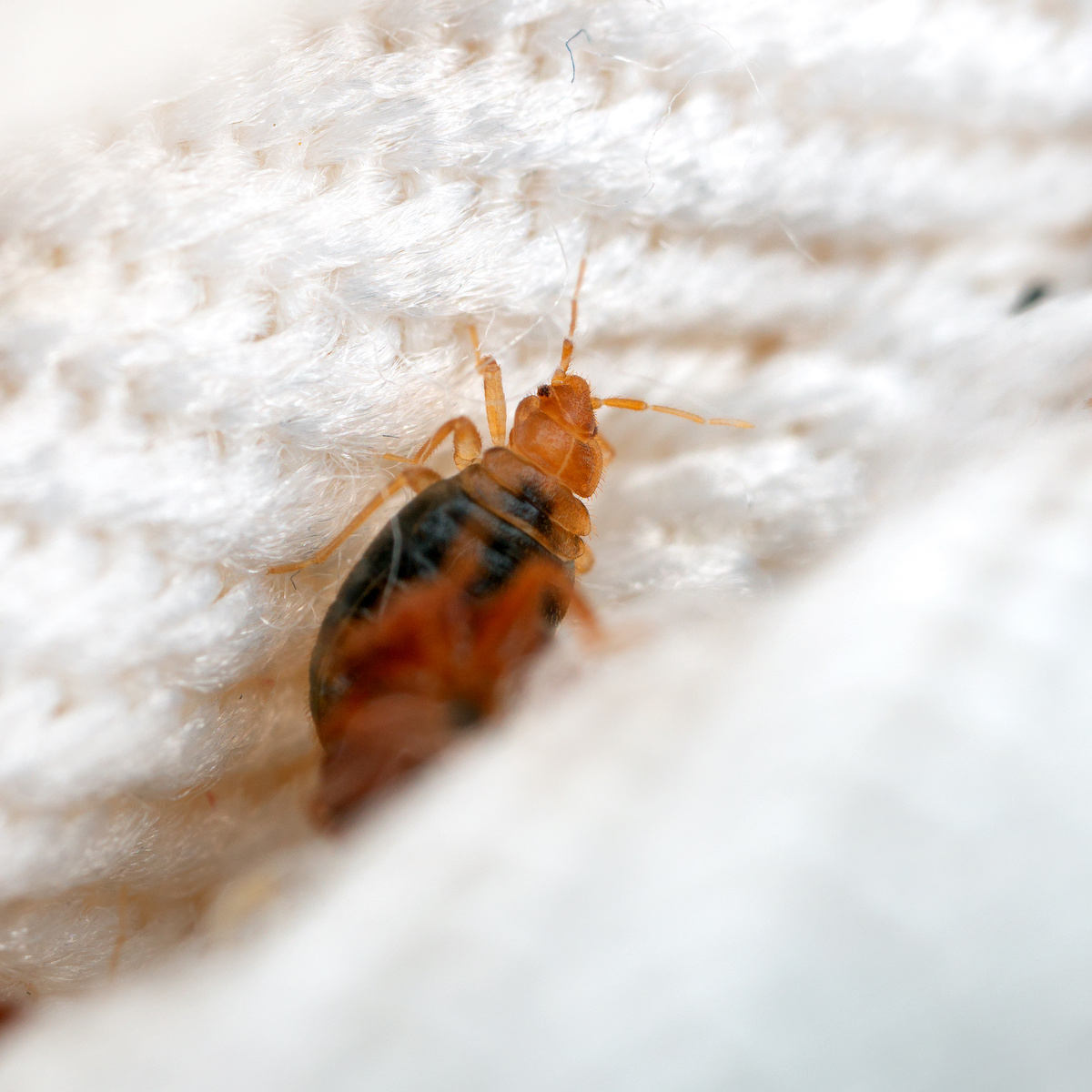 bed bug treatment