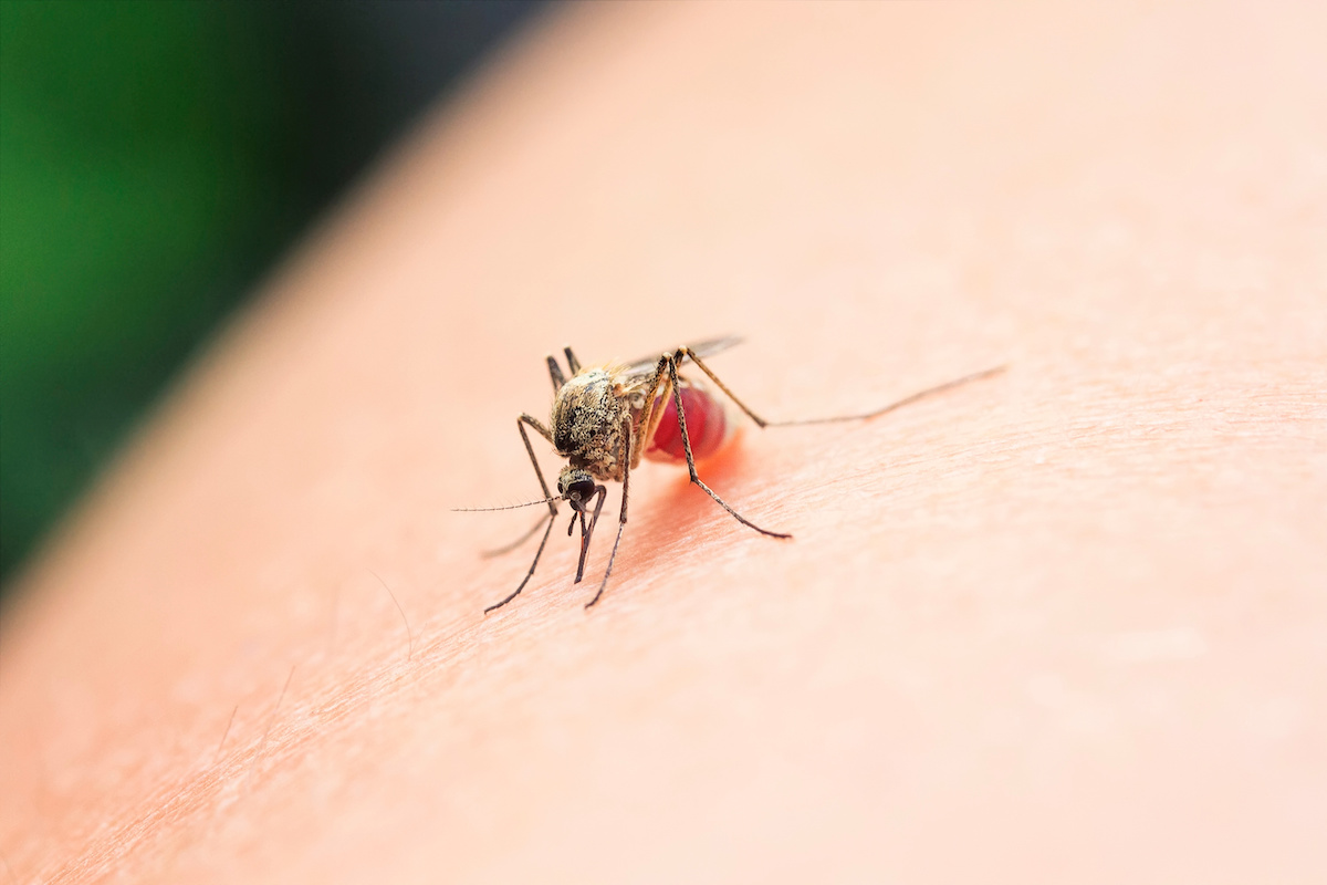 mosquitos and ticks