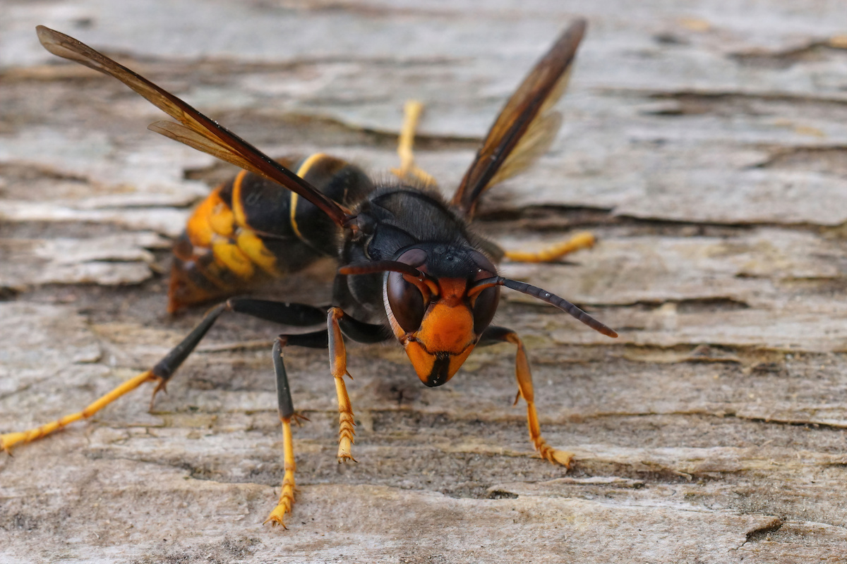 wasp and hornet removal