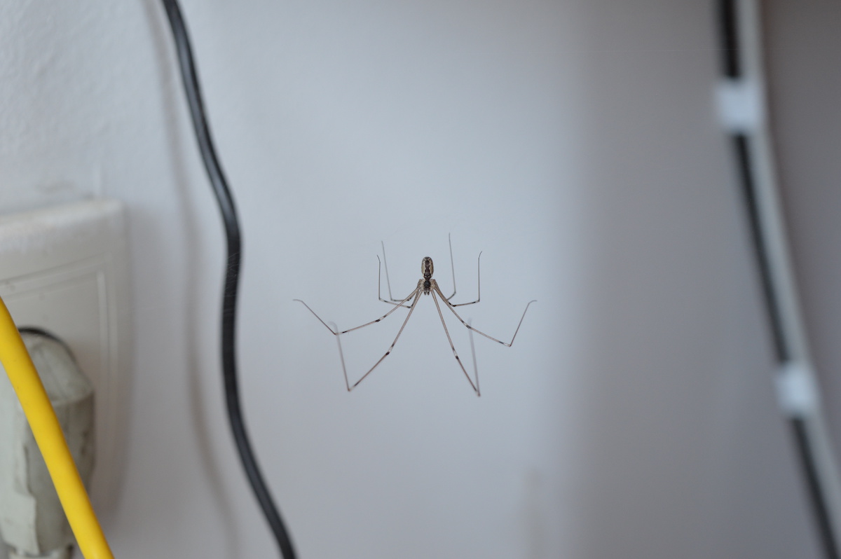 Spider expert explains the one thing you should always do when you see a  daddy long legs in your home