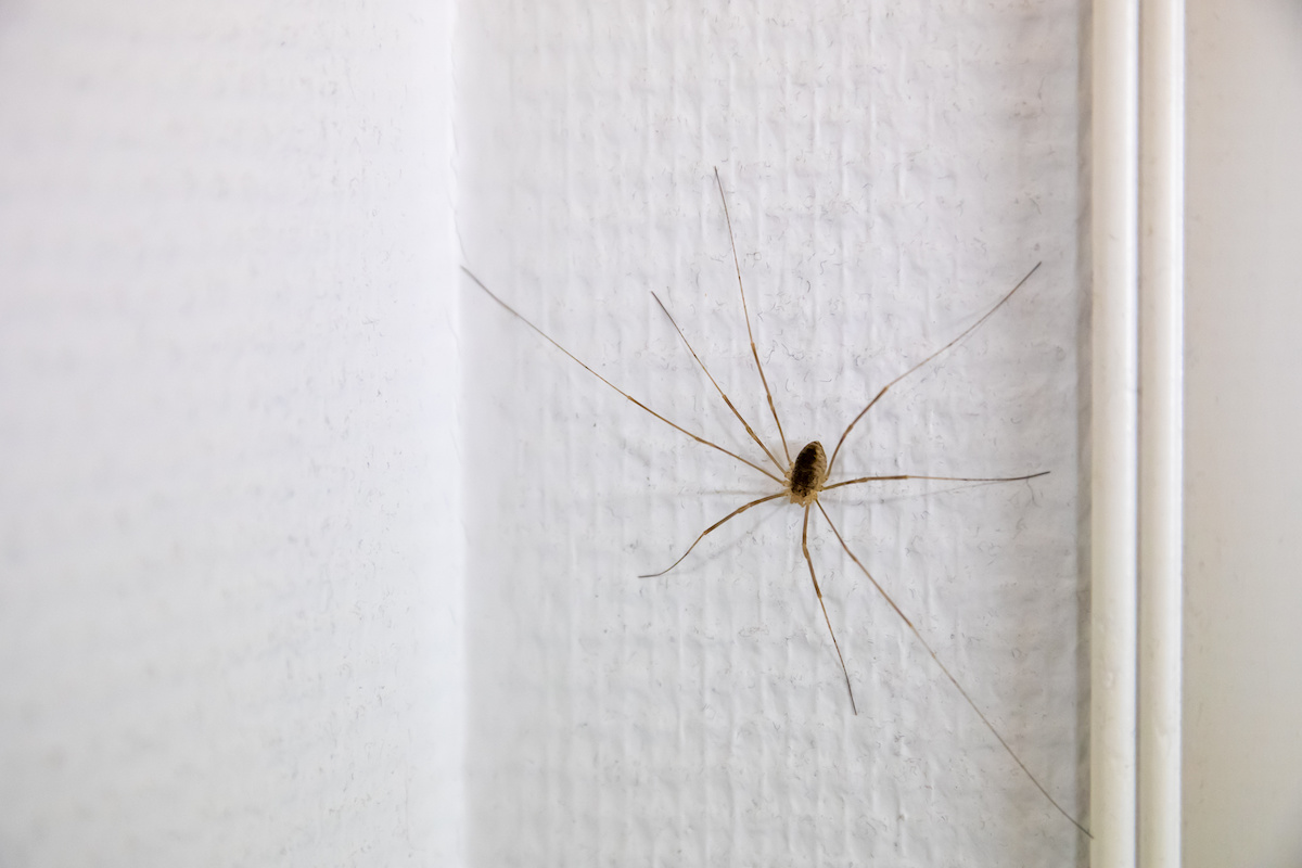 spiders in your home
