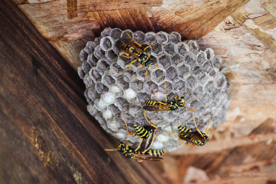 wasp and hornet removal