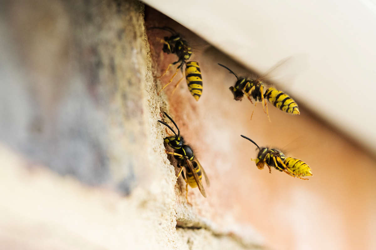 wasp and hornet removal