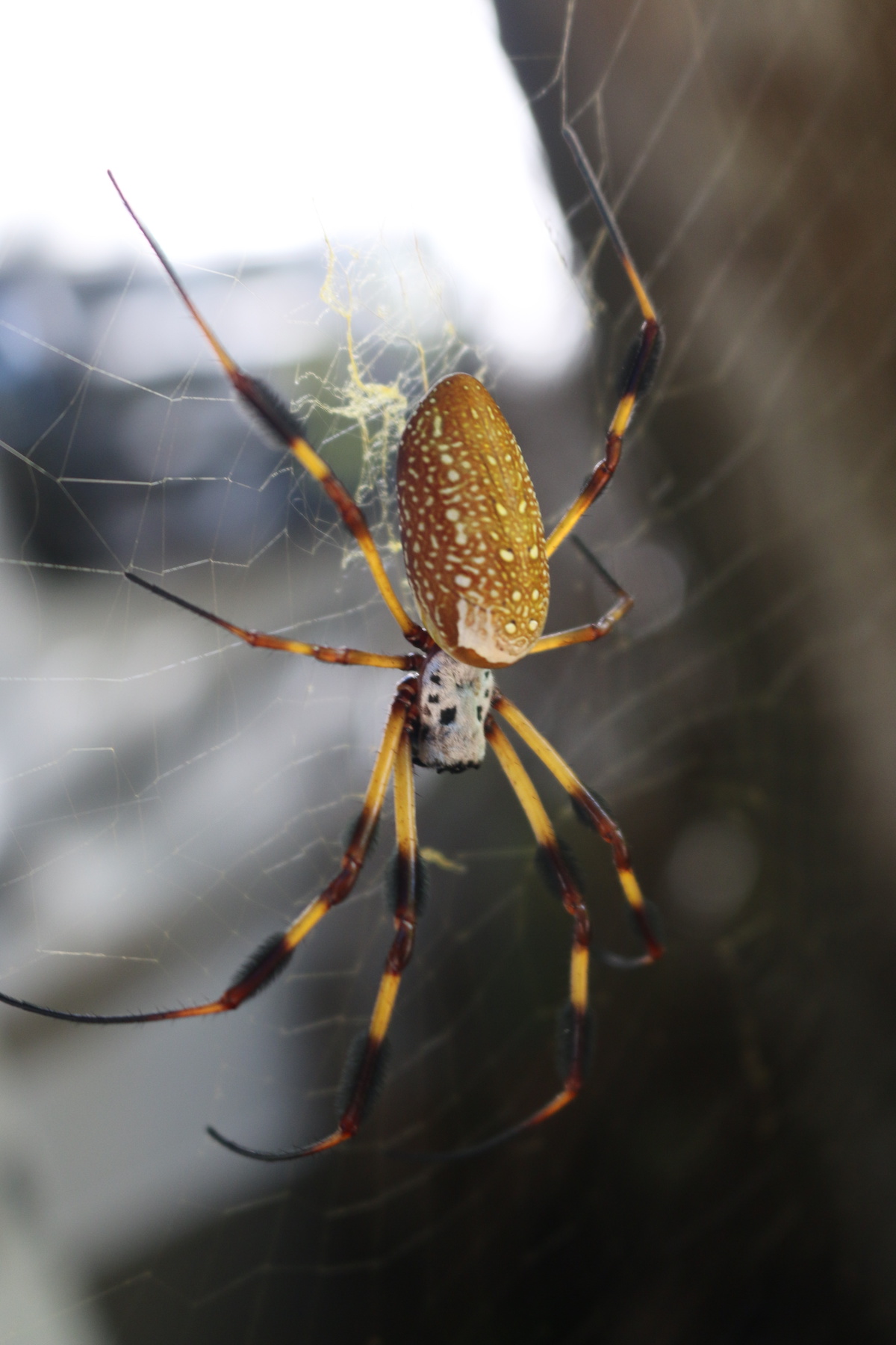 spiders in Virginia