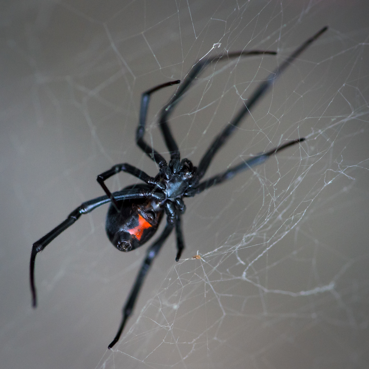 spiders in Virginia