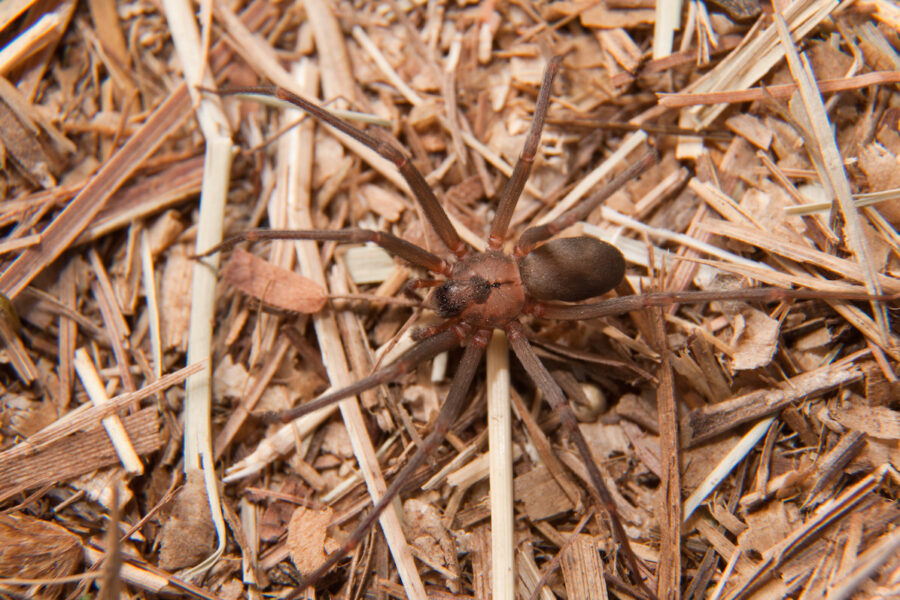 spiders in Virginia