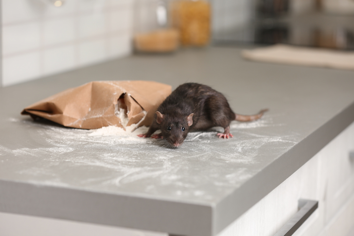 signs of rats and mice