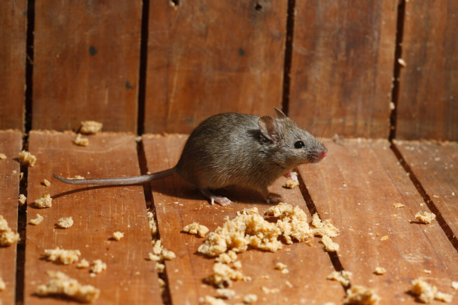 signs of rats and mice