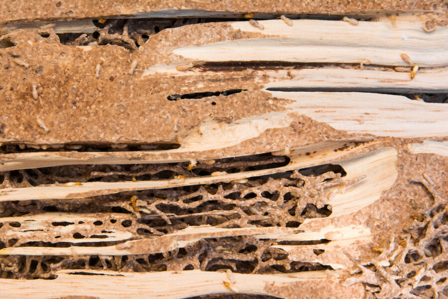 what causes termites