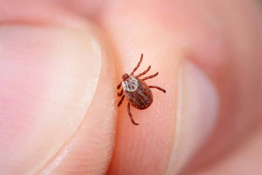 tick prevention