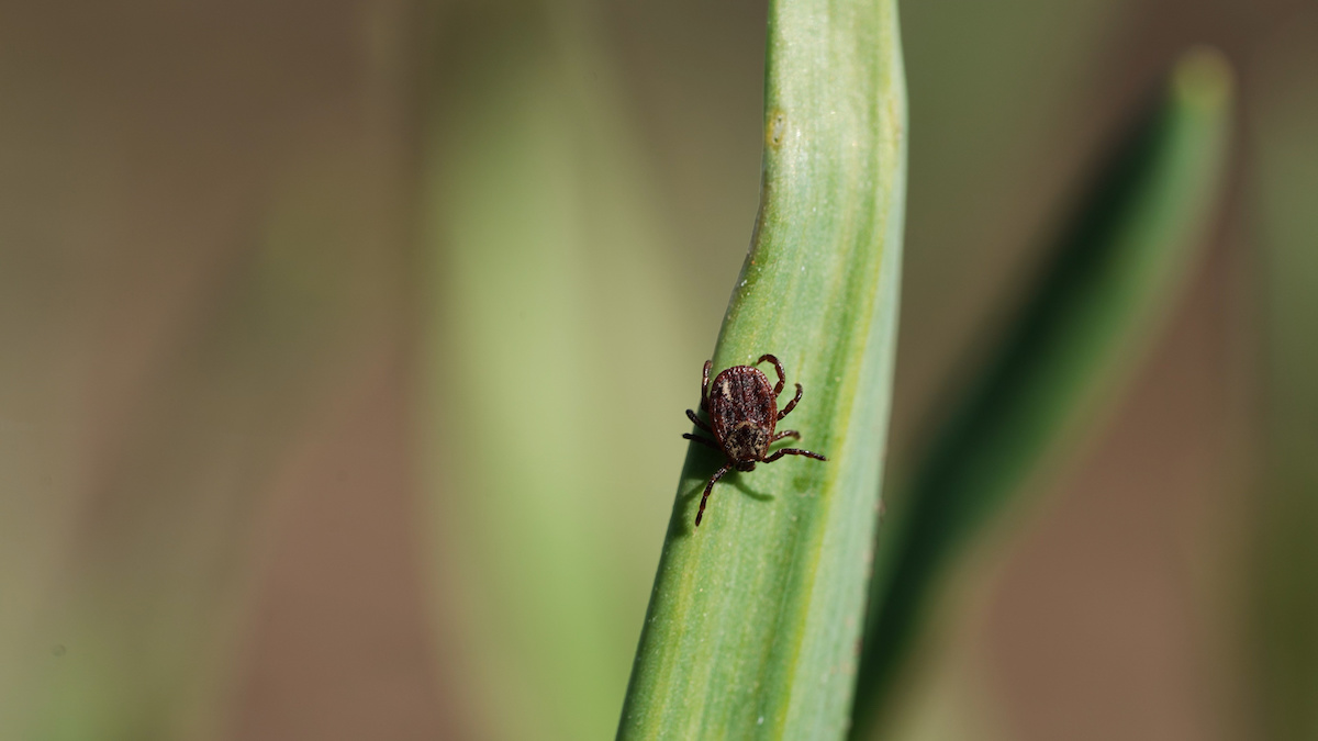 tick prevention